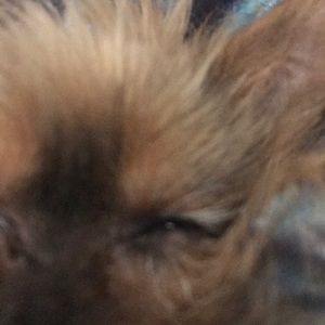 Meet your Posher, Paige